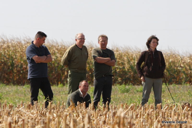 Field Erstein 09 (71).JPG